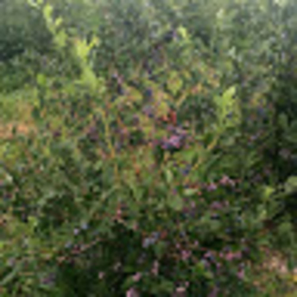 Meet your Posher, Clio